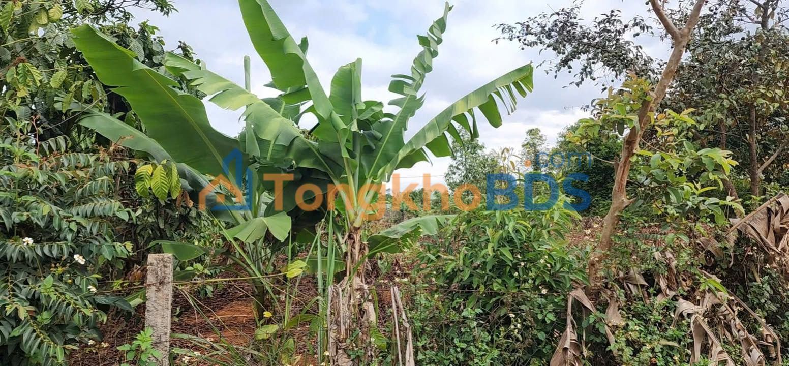 Đất nền Đăk Đoa 165m² full thổ cư - Sổ hồng sẵn sàng giao dịch