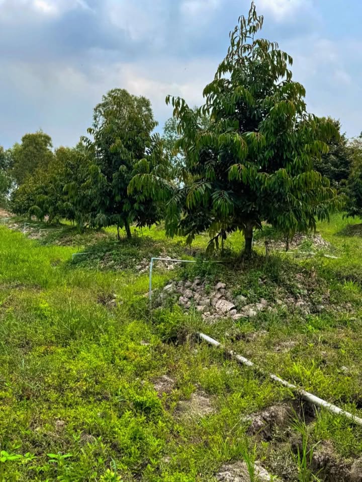 Bán Gấp Đất Vườn 30.000m² Đồng Tháp - Sổ Hồng Sẵn Sàng