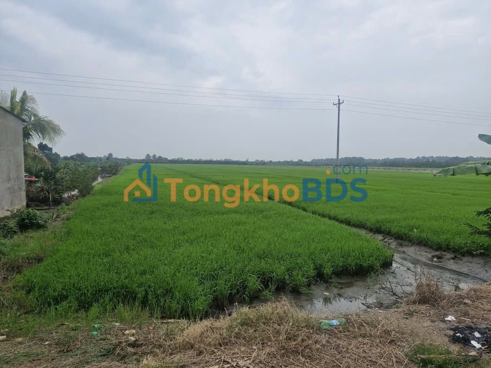 Đất Vườn 22.000m² Đồng Tháp - Cho Thuê 15 Năm Giá Tốt