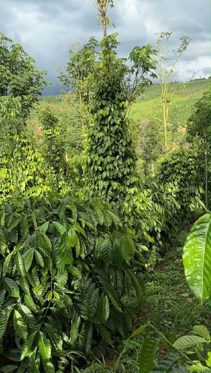 Bán Đất Vườn 1ha Xã Diên Hòa, Diên Khánh - Sổ Đỏ Trao Tay