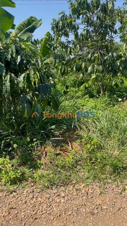 Đất nền 31m² mặt tiền đường Đinh Trang Hoà, Di Linh - Giá 1.1 tỷ