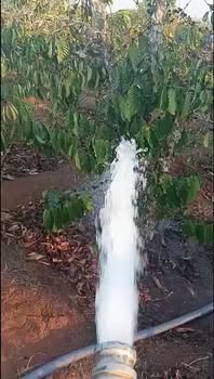 Farm 5000m² Đắk Lắk - Vườn Cà Phê Trĩu Quả, Giá 1.25 Tỷ