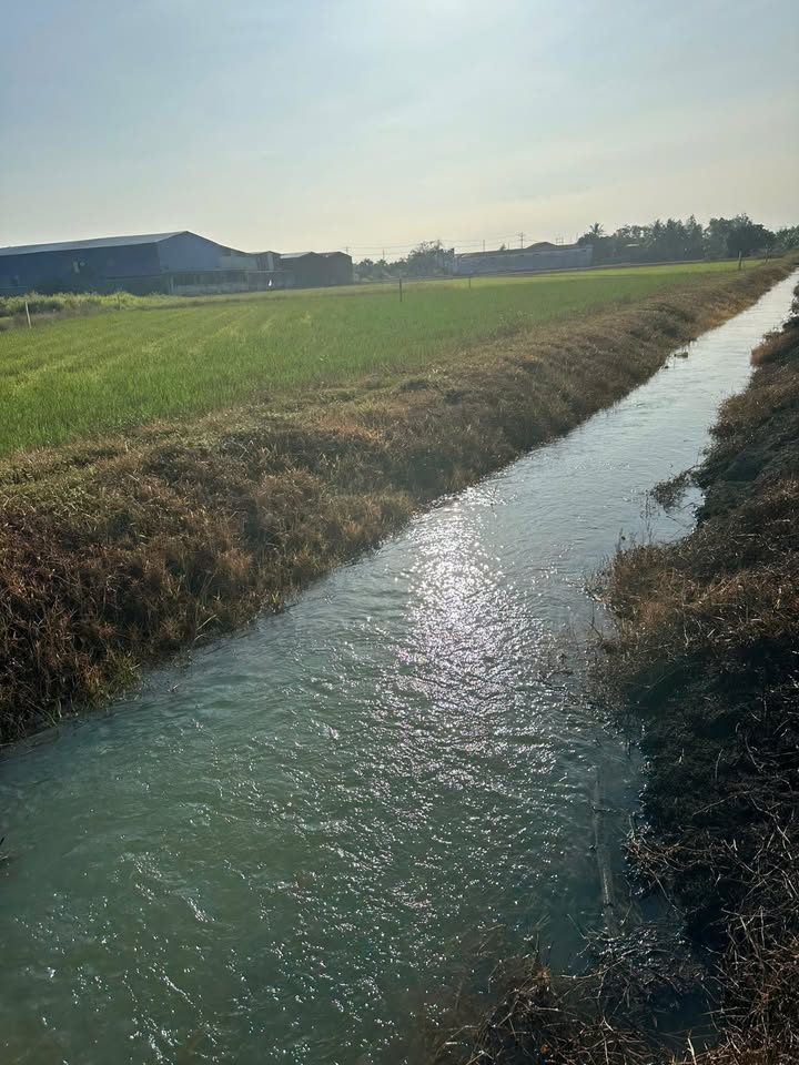 Đất Farm 1000m² Dương Minh Châu, Tây Ninh - Chỉ 290 Triệu, Sổ Hồng Sẵn