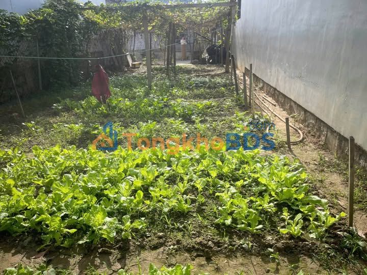 Bán Đất MT Đường Nhựa 183m² Xã Suối Tiên, Diên Khánh - 1.3 Tỷ