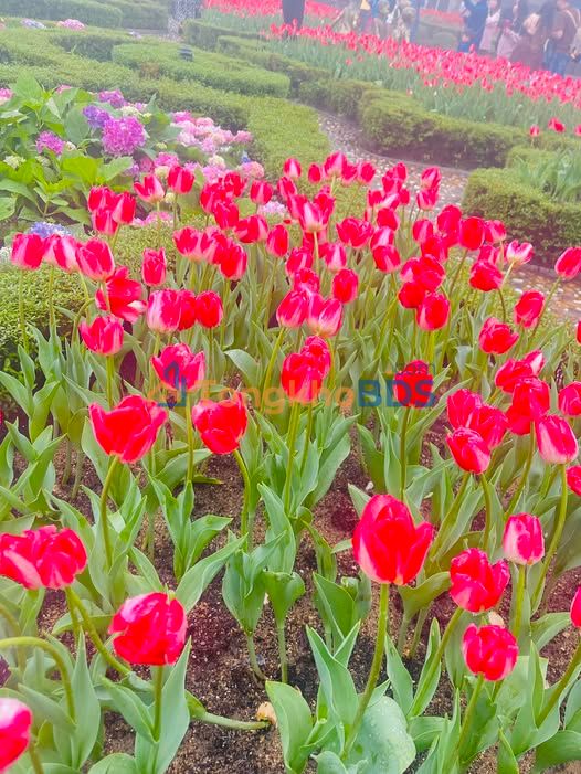 Đất nền 100m² Phường Lệ Trạch, Đồng Hới - Ngang 8m, Gần Chợ