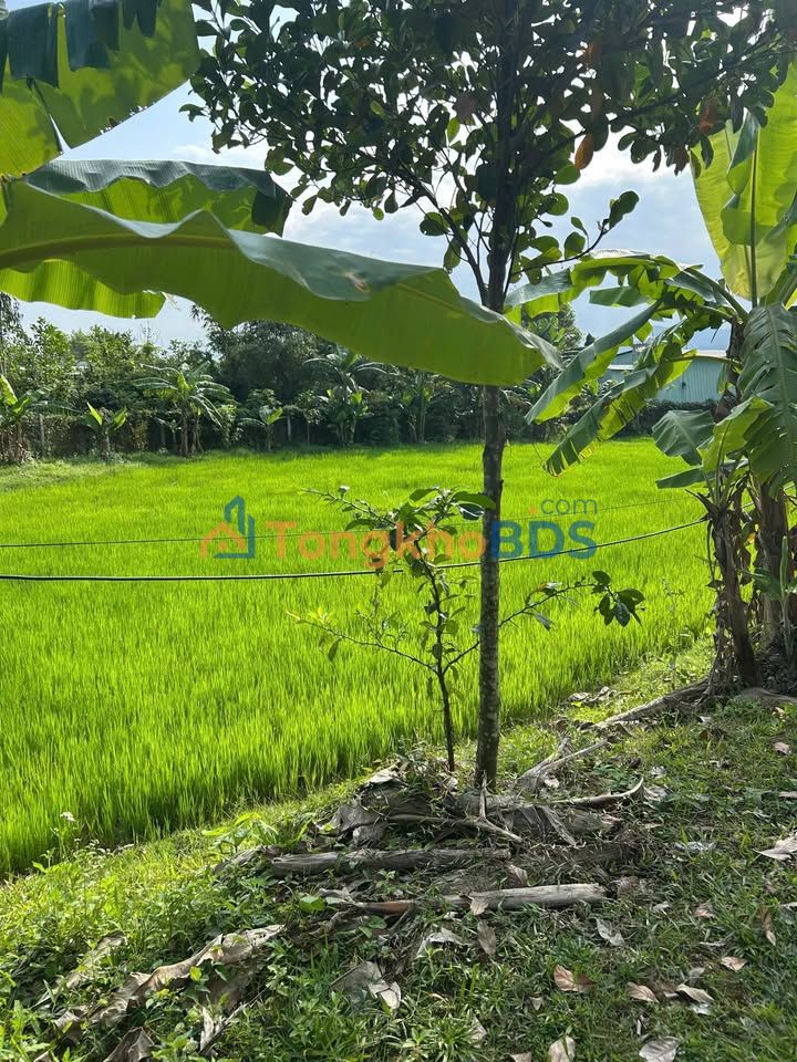 Bán Đất 1000m² Hòa Sơn, Đà Nẵng - Sẵn Sàng Xây Xưởng, Sản Xuất