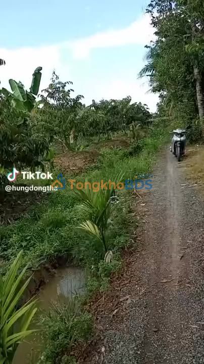 Cho thuê đất trồng cây lâu năm 800m² - Bình Tân, Vĩnh Long - Vốn 200 triệu