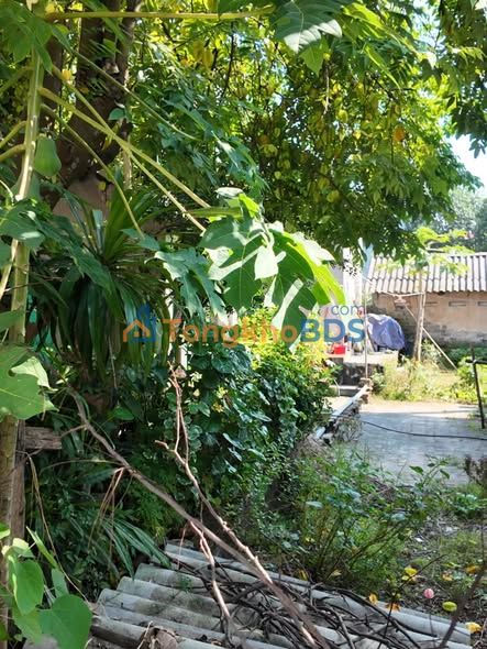 Bán Đất 99.8m² Phường Âu Cơ, Phú Thọ - Sổ Đỏ ODT, Giá 1.1 tỷ