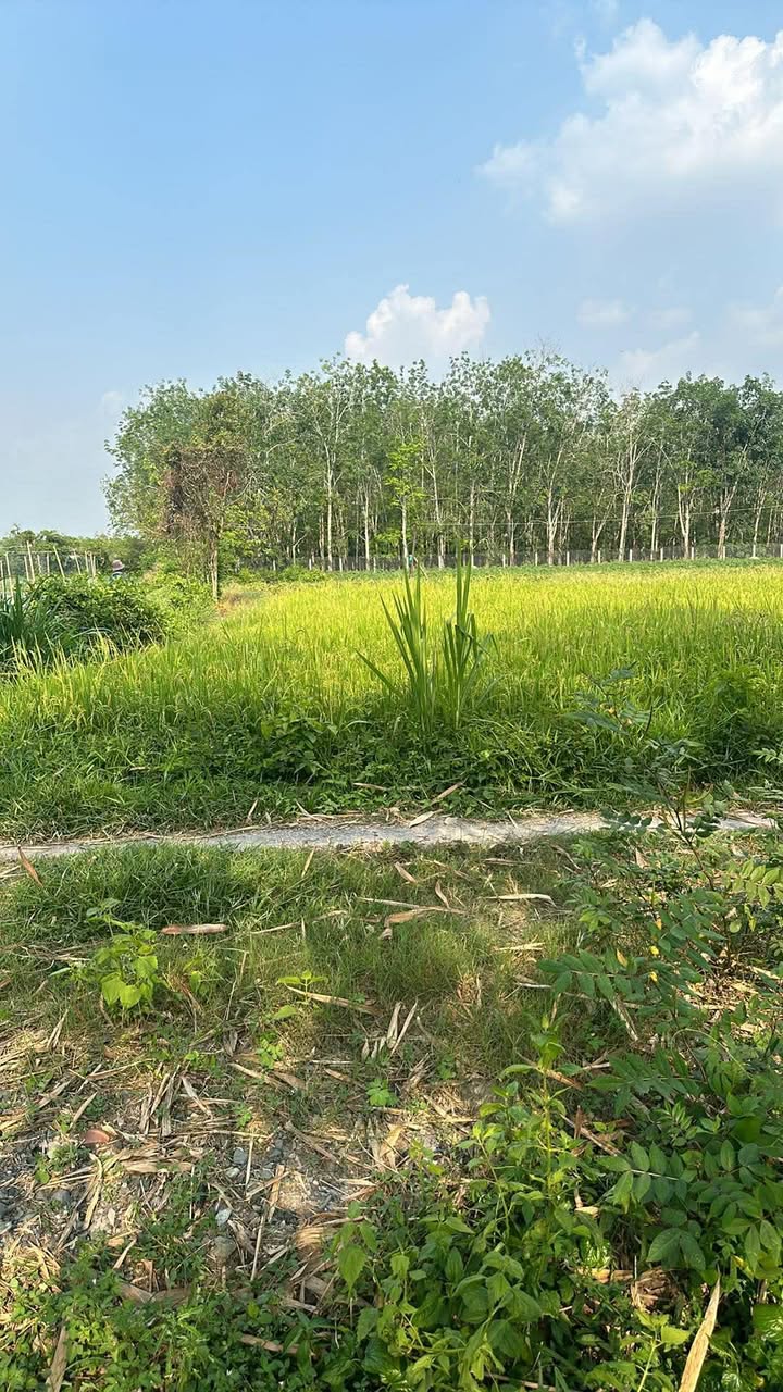 Đất Vàng Tây Ninh 325m² Lộc Ninh - Sổ Hồng Sẵn Sàng - Giá Tốt