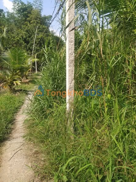 Bán Gấp Đất Vườn Cần Thơ 2.424m² Sổ Hồng Chính Chủ