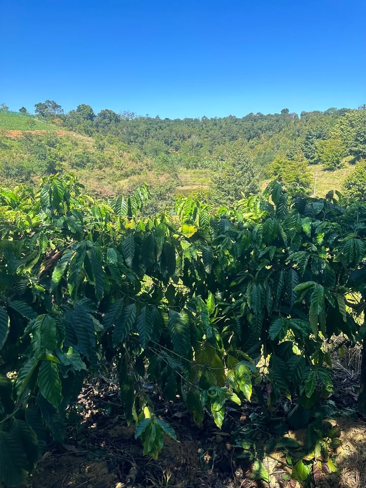 Bán Gấp 1ha Đất Rẫy Đắk Nia, Gia Nghĩa - Có Nhà, Điện, Hồ Riêng