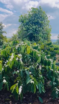 Farm 3ha Đắk Nông - Vườn Tiêu, Cafe, Sầu Riêng Thu Hơn 2 Tỷ/Năm