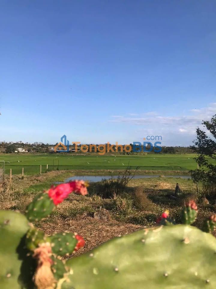 Đất Vườn Đắk Lắk 1554m² - View Thoáng, Pháp Lý Sẵn Sàng