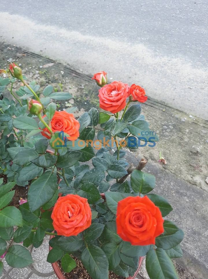 Đất Vườn 262m² Sổ Hồng Full - Ngay Hoàng Sa, Đông Anh - Vườn Cây Trĩu Quả