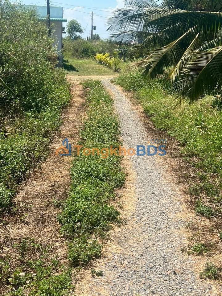 Bán Đất Trồng 500m² Lâm Đồng - Sẵn Sàng Khai Thác Ớt, Giá Chỉ 3xx Triệu