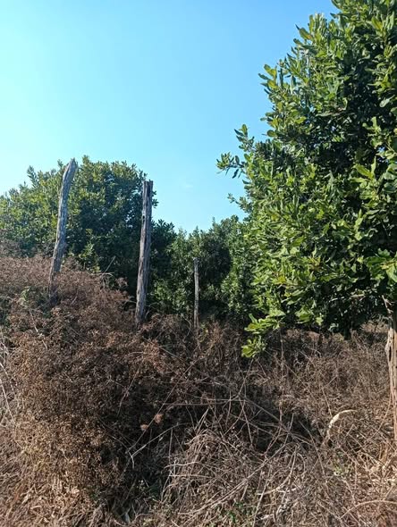 Bán 8 Sào Vườn Mắc Ca 10 Năm Tuổi Tại Chư Sê, Gia Lai - Pháp Lý Sổ Hồng