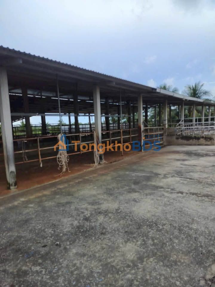 Bán Gấp Trang Trại 6200m² Mặt Tiền Nhựa Mỹ Chánh, Bến Tre - Giá 13 Tỷ