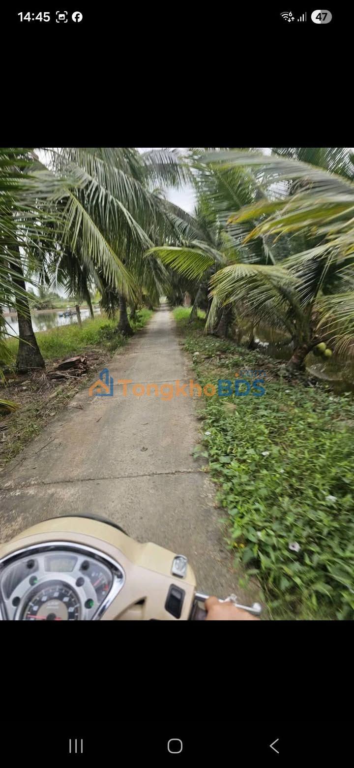 Bán Gấp Trang Trại 3800m² Tại Bến Tre - Vườn Dừa, Ao Tôm, Sổ Hồng