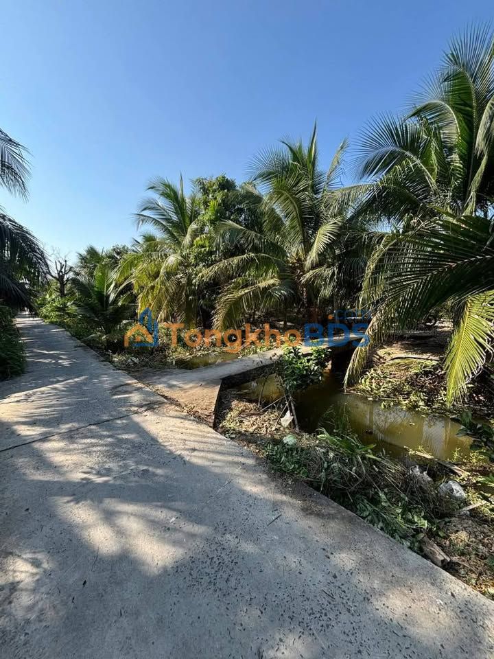 Đất Vườn Dừa Xiêm 2115m² Vĩnh Long - Sẵn Sàng Thu Hoạch, Giá Tốt