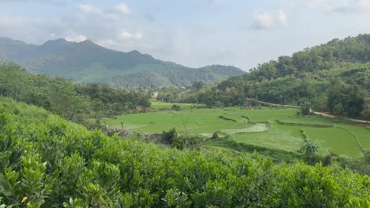 Bán Đất Rừng Sản Xuất Kim Bôi 15.000m² - View Đồng Thoáng Mát, Bám Suối