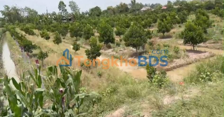 Đất Vườn Mít Ruột Đỏ 700m² - Tân Lược, Bình Tân - Giá 999 Triệu