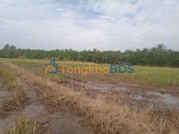 Đất Vĩnh Long 3109m² - Kế Vành Đai Liên Phường, Giá 2.48 Tỷ - Đầu Tư Dài Hạn