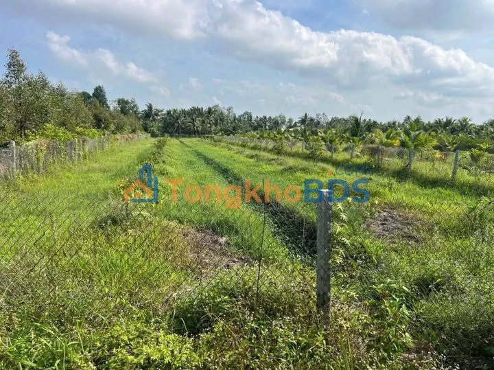 Bán Gấp Đất Vườn 2 Công Trồng Sầu Riêng, Vĩnh Long - Giá 1.3 Tỷ