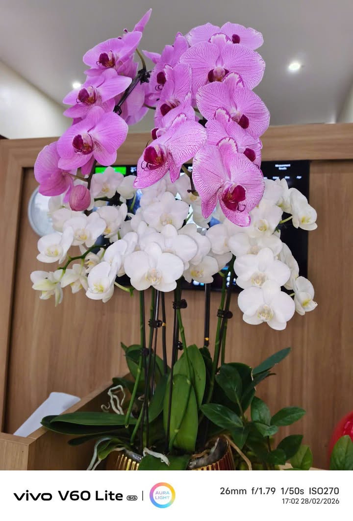 Đất Nền Nam Chính Tiền Hải 119m² - Sổ Đỏ Full Thổ Cư, Ô Tô Thông