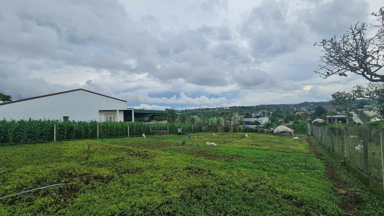 Đất Vàng Bảo Lộc - 733m² Mặt Tiền Hẻm 111 Lý Thái Tổ, Sổ Hồng Riêng