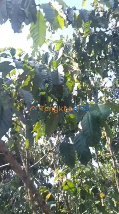 Đất Vườn 10.000m² Sổ Hồng Sẵn - Hẻm 05 Cát Quế, Bảo Lâm Giá 7 Tỷ