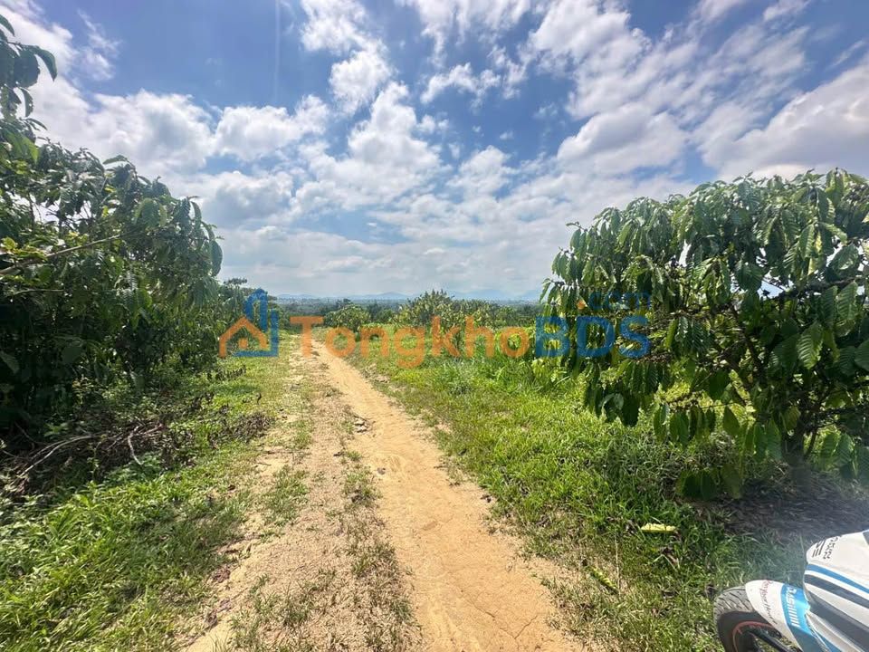 Bán Gấp 7200m² Đất Vườn Lộc Nga, Bảo Lộc - View Thoáng Đẹp