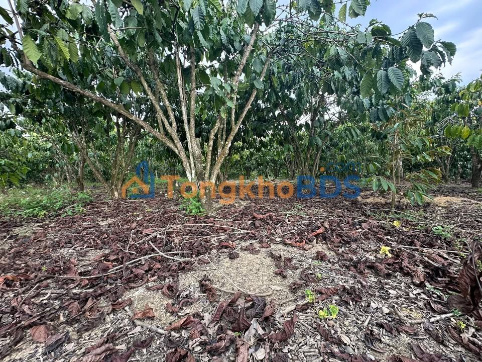 Đất Nền Lâm Hà - Lâm Đồng: 1.1ha Giá 2.2 Tỷ, Sẵn Sàng Kinh Doanh