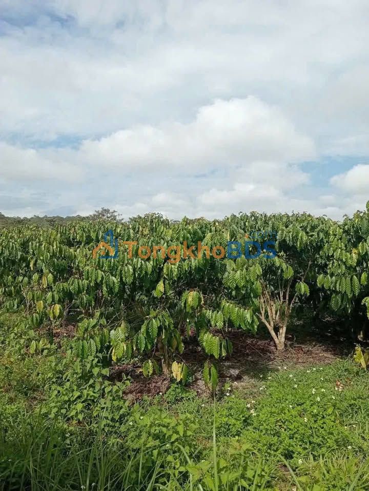 Đất Vườn 7000m² Sổ Sẵn - Lộc Phú, Bảo Lâm: Giá Đầu Tư 2.4 Tỷ