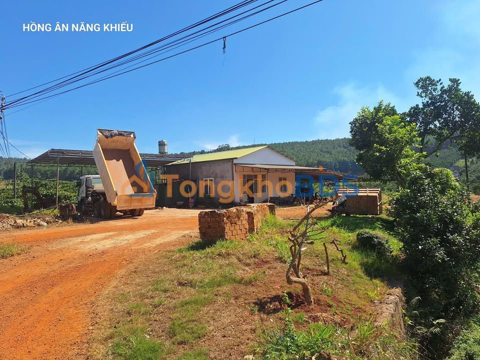 Farm Nghỉ Dưỡng 7800m² Xã B'Lá, Lâm Đồng - Giá Đầu Tư 4.2 Tỷ