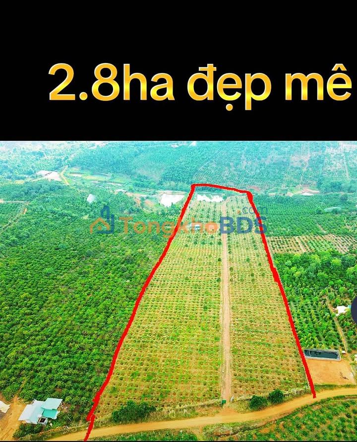 Bán 2.8ha Đất Trồng Cà Phê, Sầu Riêng Đắk Nông - Giá 7.5 Tỷ