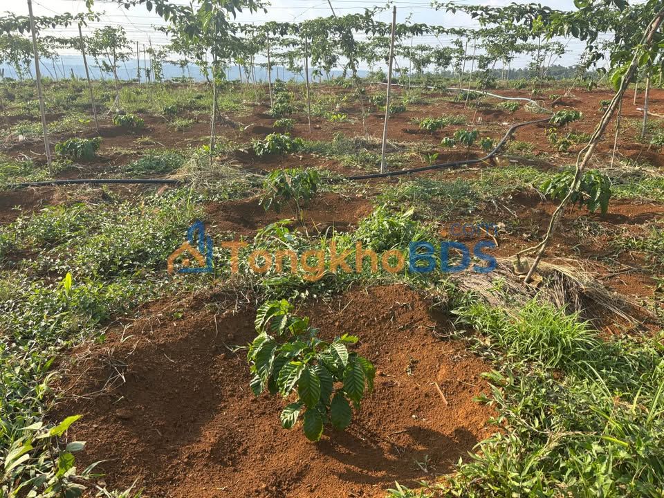 Farm Bảo Lâm 1.2ha giá 2.55 tỷ - Sinh thái xanh lý tưởng