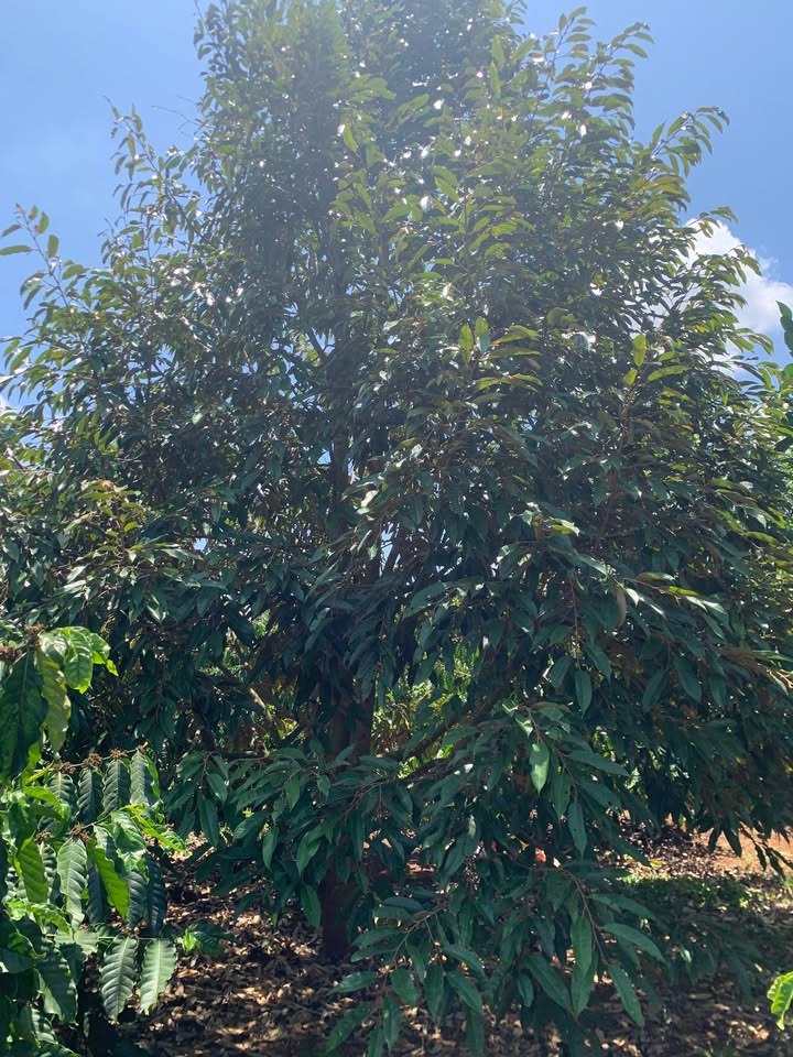 Bán Gấp 2.1ha Đất Vườn Sầu Riêng, Cà Phê Tại Ea M'roh, Cư M'gar, Đắk Lắk - Sổ Đỏ Sẵn Sàng