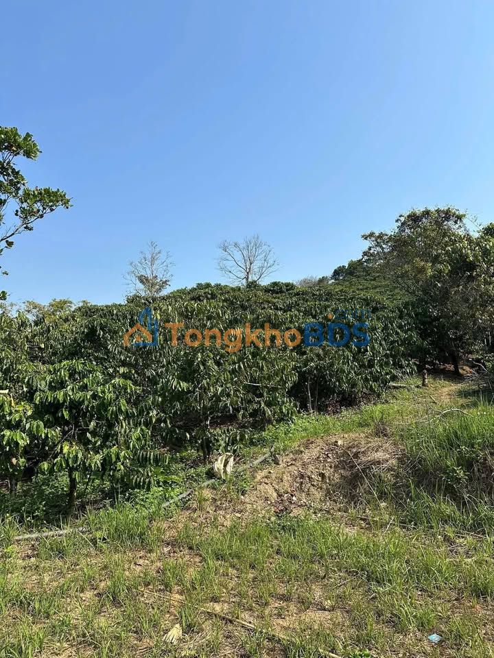 Bán gấp 10.000m² đất cà phê kinh doanh, Buôn Đôn, Đắk Lắk - Giá 1 tỷ