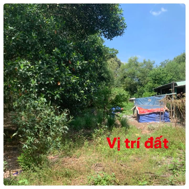 Đất Mỹ Phước Bến Cát 554m² Sổ Đỏ - Đầu Tư Sinh Lời Hay An Cư