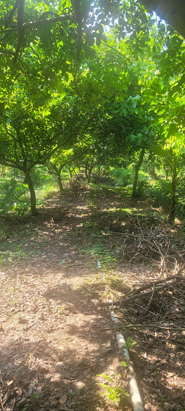 Đất Vườn 5000m² Vĩnh Long - 2.5 Tỷ - Vườn Chôm Chôm Thai 10 Năm Tuổi