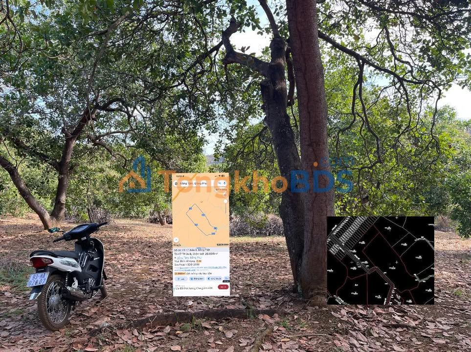 Bán Đất Vườn 3ha Dầu Tiếng, Bình Dương - Sổ Đỏ Rõ Ràng, Giá Tốt