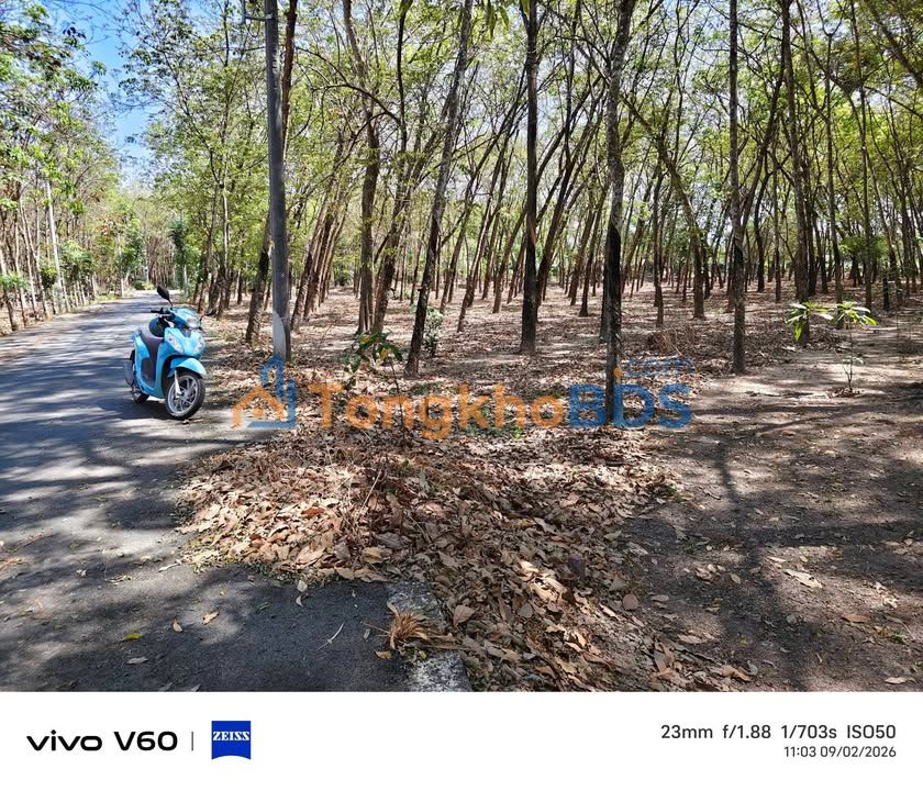 Bán Đất Nền Hưng Hòa, Bàu Bàng 216m² - Sẵn Sổ Thổ Cư, Giá 1.3 Tỷ