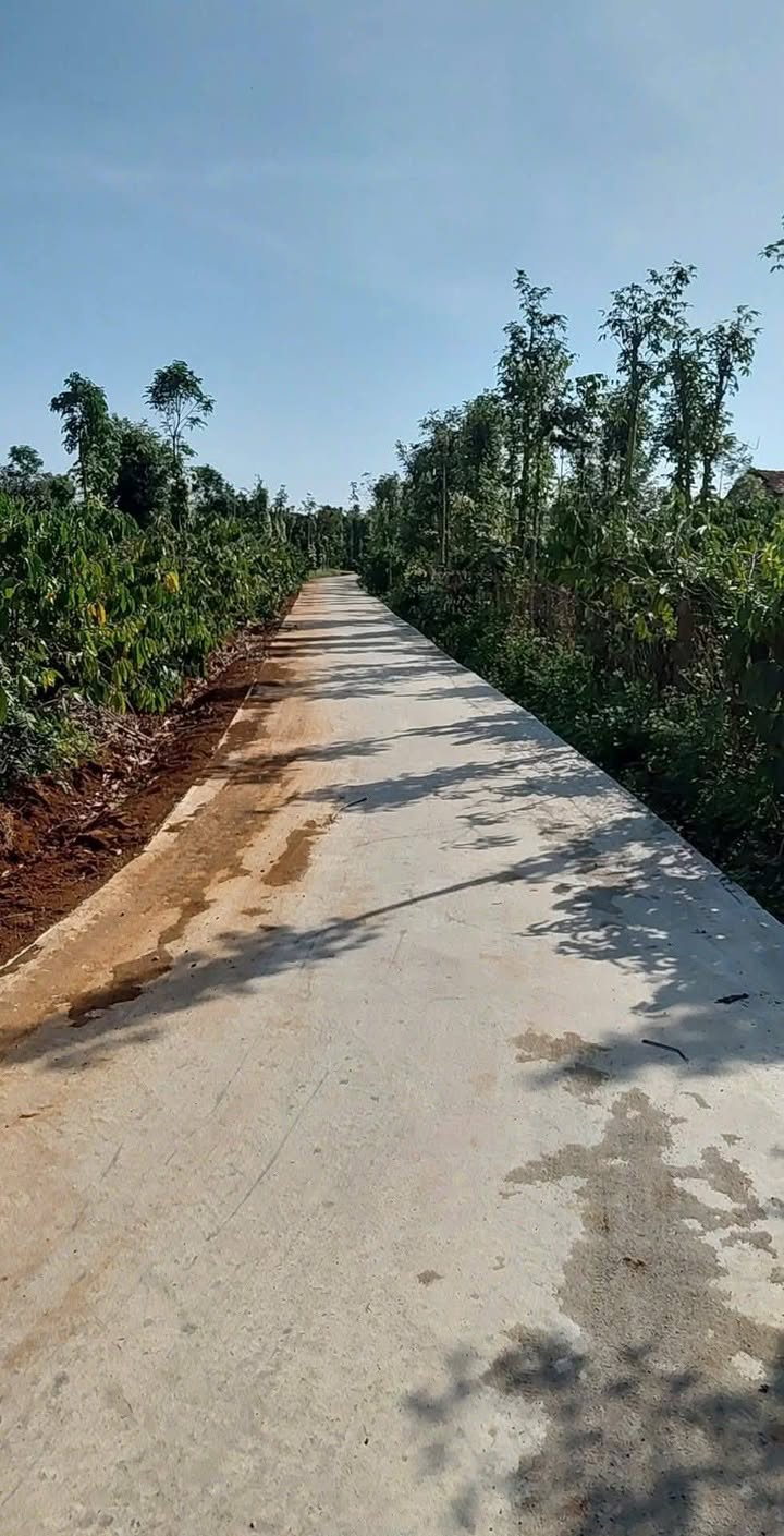 Đất Đắk Lắk 720m² Sổ Hồng - Vừa Ở Vừa Kinh Doanh Sầu Riêng