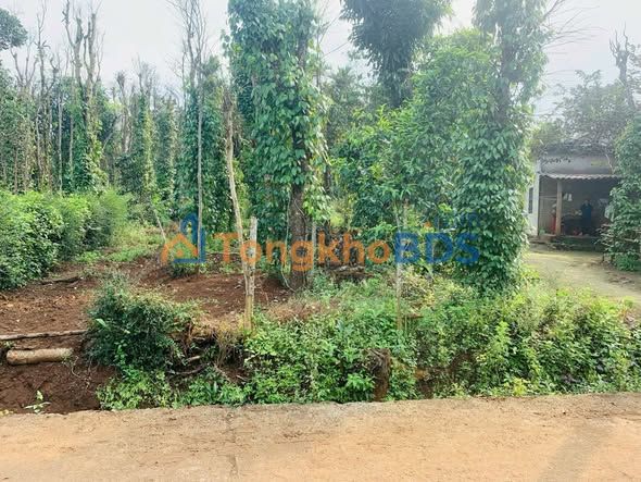 Bán Đất Nền Gio An, Gio Linh - 372m² Giá 250 Triệu Chính Chủ