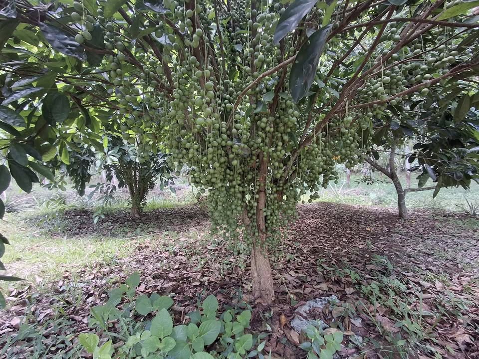 Bán Gấp Vườn Trái Cây 5000m² Long An - Giá 300 Triệu/Sào