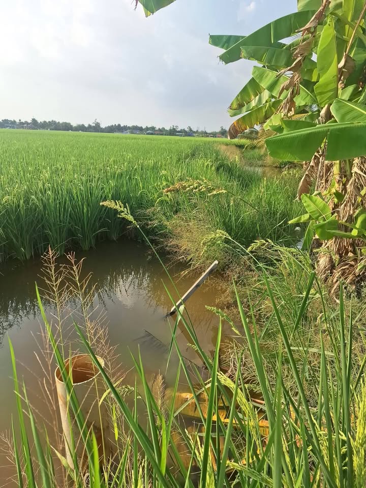 Bán Gấp Đất Vườn 3500m² Nhựt Chánh, Bến Lức - Tiềm Năng Sinh Lời Cao