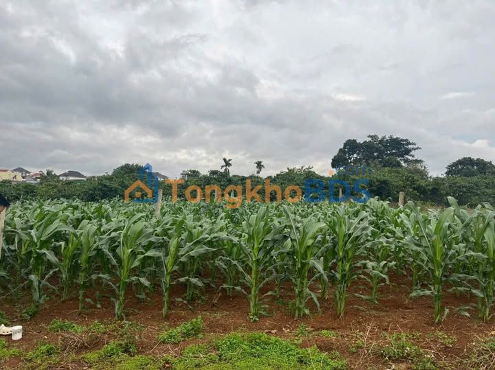 Bán Gấp 2 Lô Đất Thổ Cư 182.5m² Hẻm Lý Thường Kiệt, Di Linh - Giá Đầu Tư 1.45 Tỷ