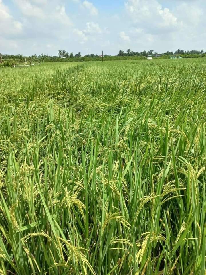 Đất Nền 9700m² Hòa Phú - Sổ Đỏ Rõ Ràng, Gần TP. Tân An