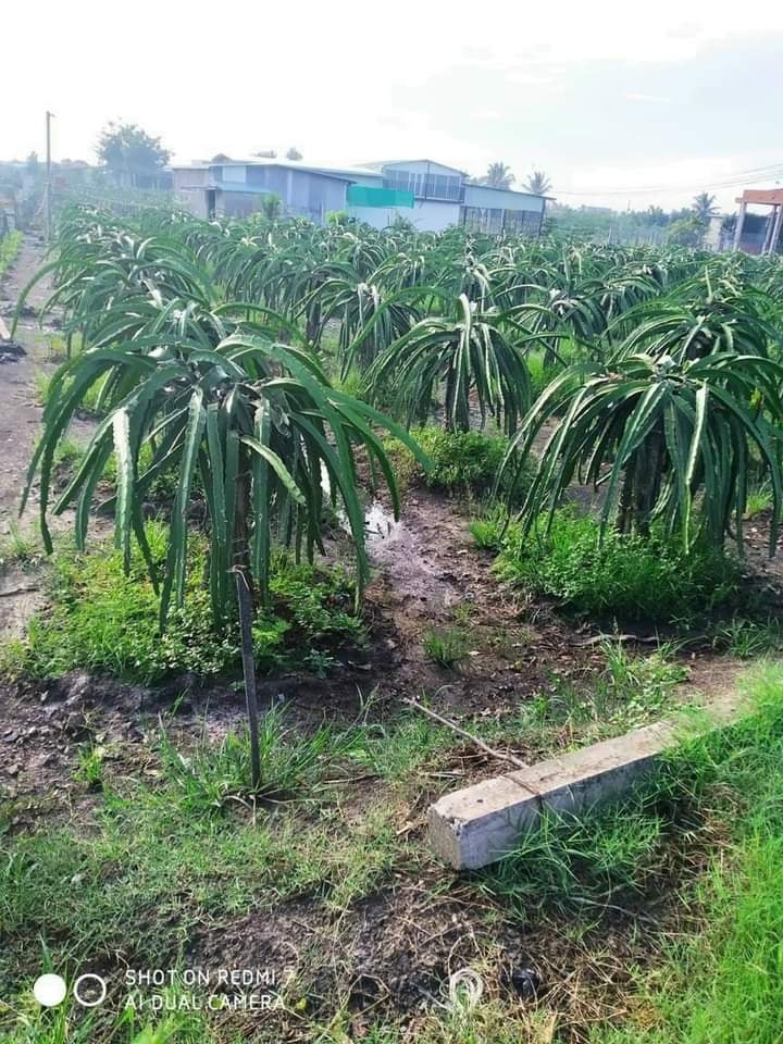 Đất Lúa Mặt Tiền 30/4 Long An - 924m² Giá 2 Tỷ TL