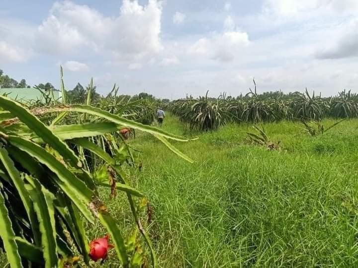 Bán đất lúa 1024m² Phú Ngãi Trị, Long An - Sổ sẵn, giá 300 triệu